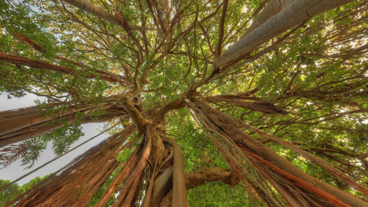 Apartamento The Broken Banyan Lord Howe Island Exterior foto